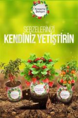BUFFER® Konserve Bahçem Evde Konservede İri Maydanoz Yetiştirme Kiti